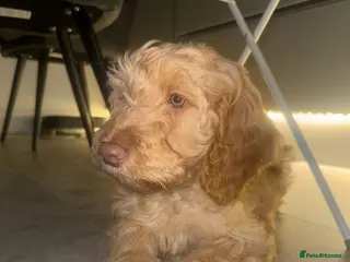 Cockapoo dogs Beautiful apricot cockapoo girl - Advert 12