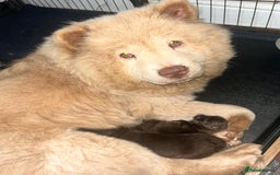 Chow Chow dogs for sale: Chocolate chow chow - Image 8