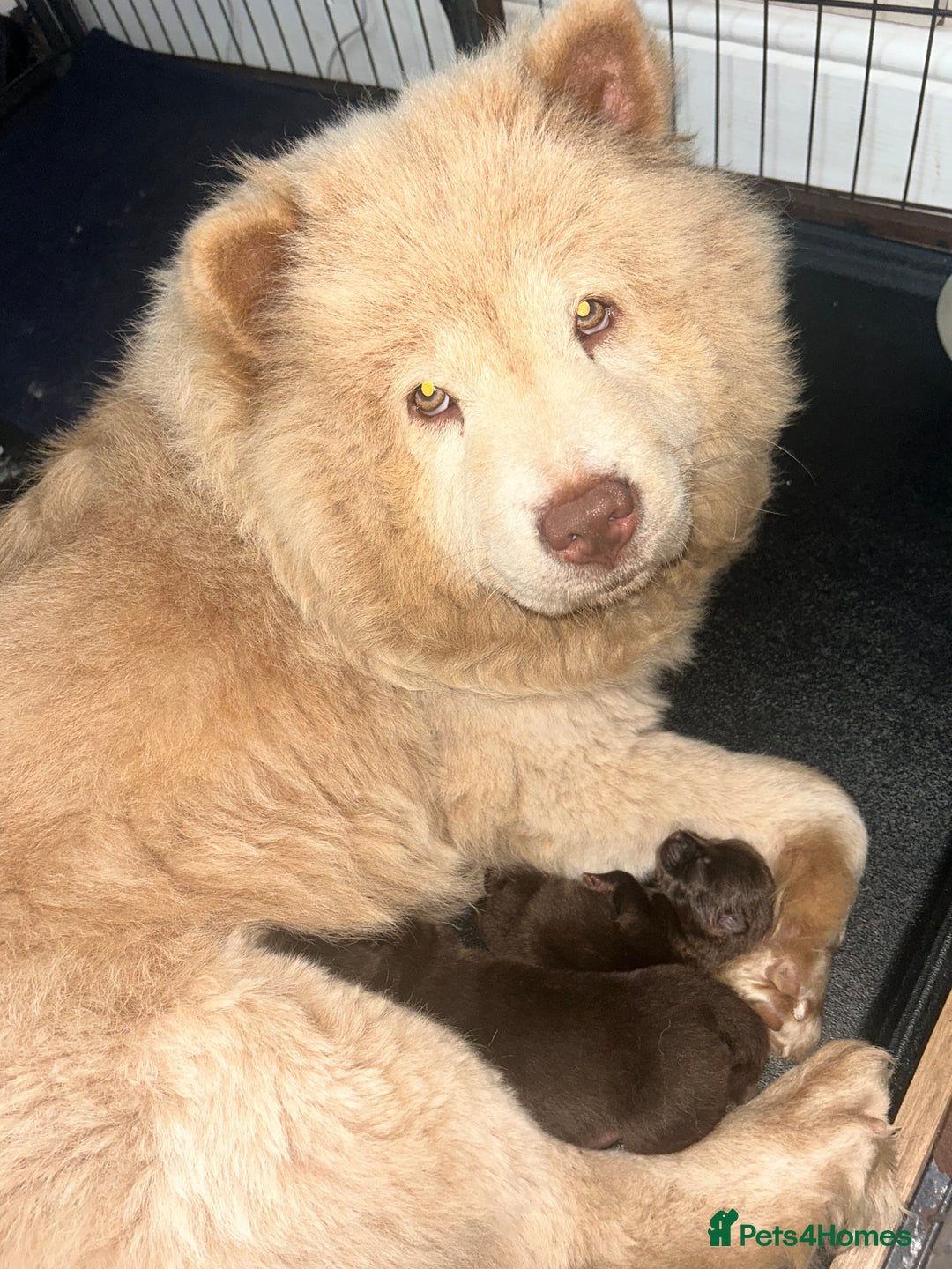 Chow Chow dogs for sale: Chocolate chow chow - Image 8