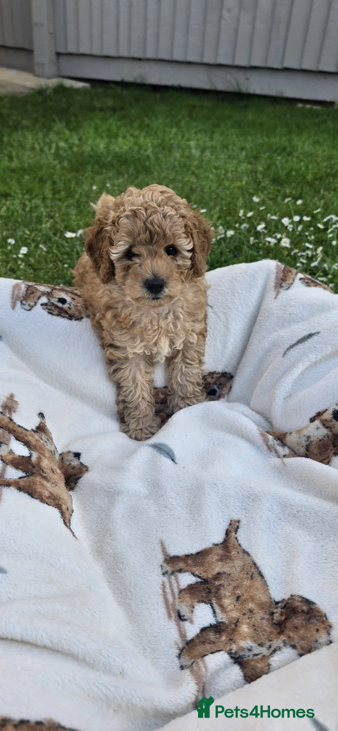 Toy Poodle dogs for sale: Beautiful 2 Toy Poodle Puppies in Bromley - Advert 2