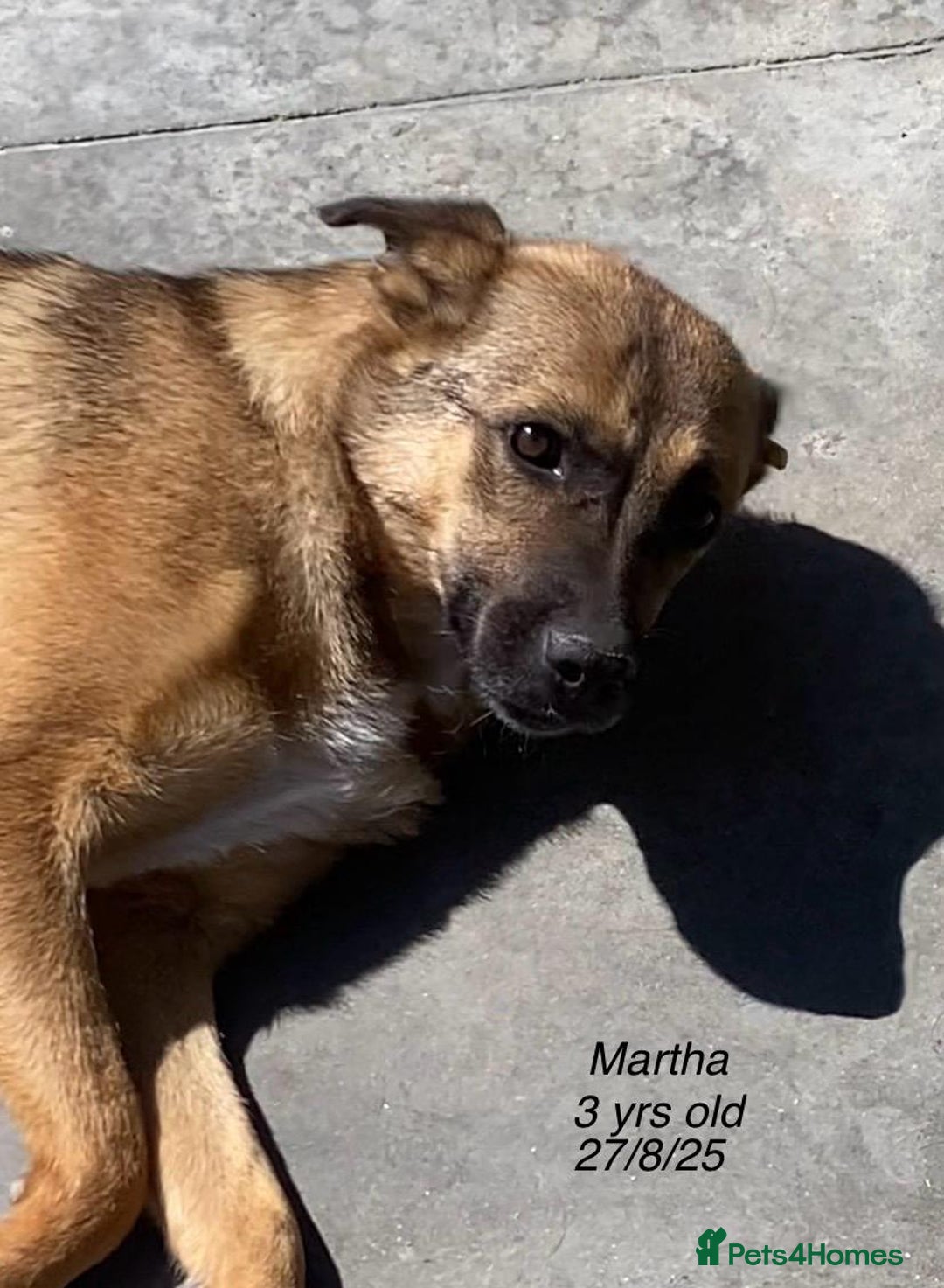 Mixed Breed dogs for adoption: Martha, 2-3 yr old. Available for adoption. in Brixham - Image 4
