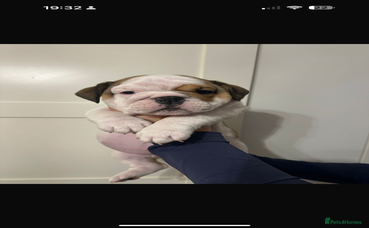 English Bulldog dogs - Advert 11