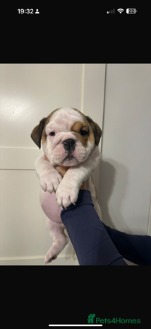 English Bulldog dogs - Advert 11