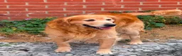 Golden Retriever dogs for sale: Golden Retriever Puppies - Advert 5