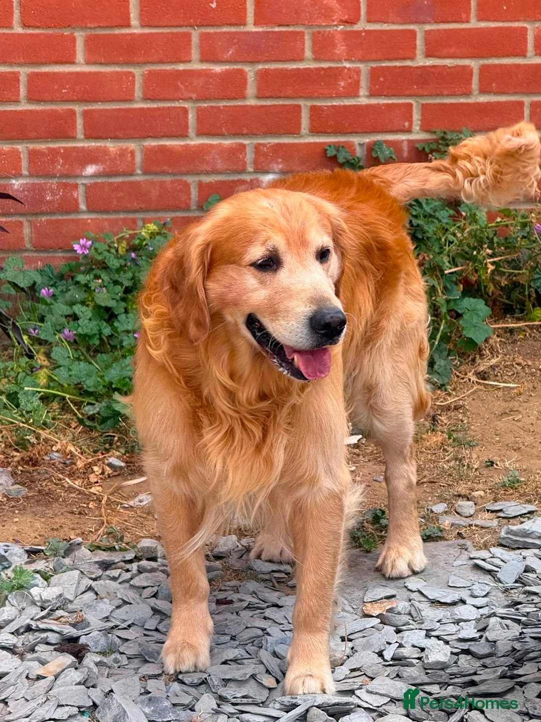 Golden Retriever dogs for sale: Golden Retriever Puppies - Advert 5