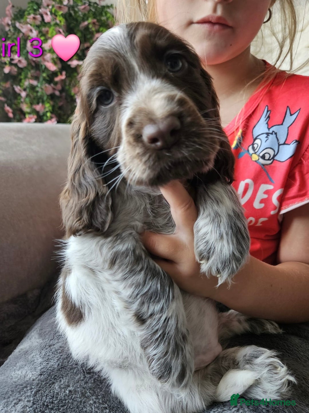 Cocker Spaniel dogs for sale: Stunning Show Cocker Spaniels - Image 21
