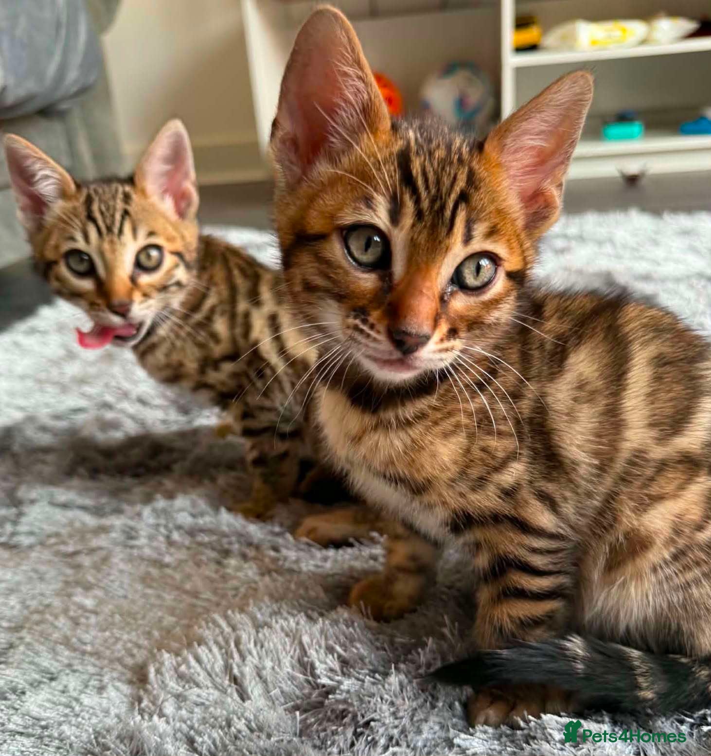 Bengal cats for sale: TICA Rare Snow & Charcoal carrying Bengal kittens! - Advert 4