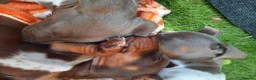 Miniature Dachshund dogs for sale: Beautiful litter of miniature dachshunds.9weeksold - Advert 14