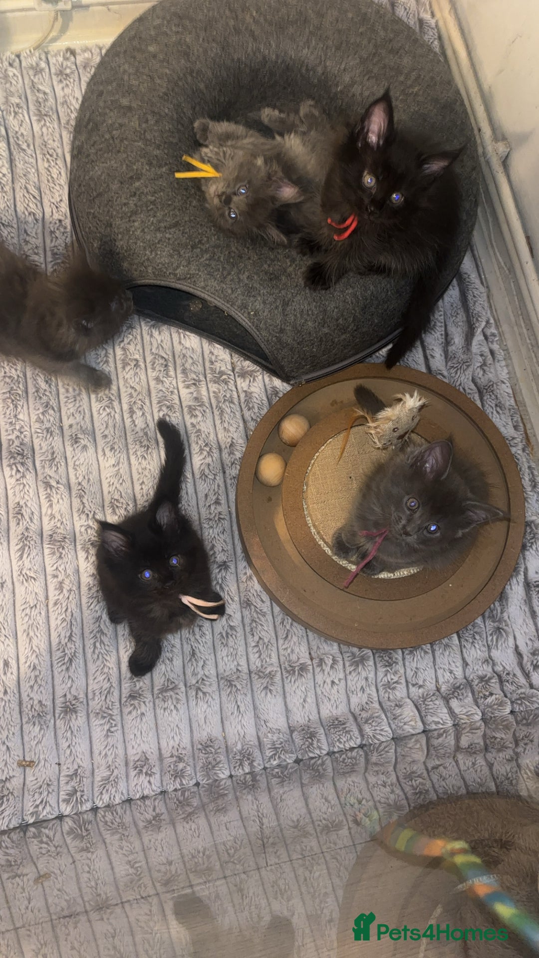 Maine Coon cats for sale: Mainecoon kittens  - Advert 9