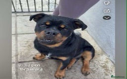 Rottweiler dogs for sale: Mr fowler - Image 2