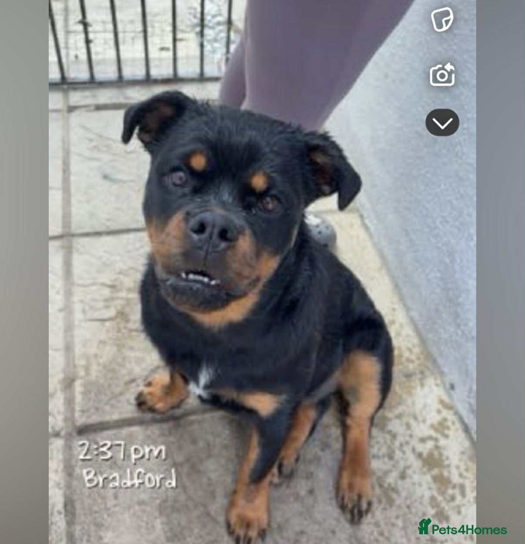 Rottweiler dogs for sale: Mr fowler - Image 2