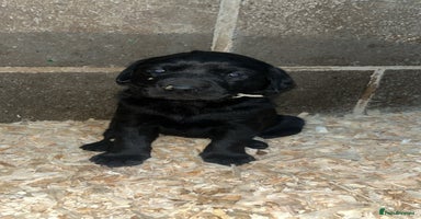 Labrador Retriever dogs - Advert 4