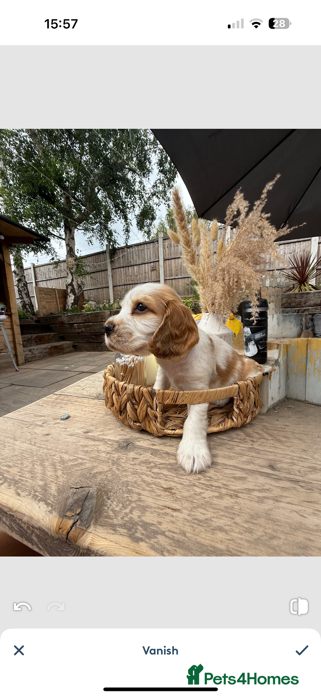 Cocker Spaniel dogs for sale: KC REG Showtype Cocker Spaniel LAST PUP ready 3/8 - Image 6