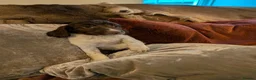 English Springer Spaniel dogs for sale: Springer Spaniel Pups  - Advert 7