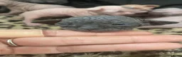 Sphynx cats for sale: 1 boy 4 girls HCM tested parents every year - Advert 3