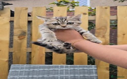 British Shorthair cats for sale: Beautiful Babies Available Ready To Leave - Image 11