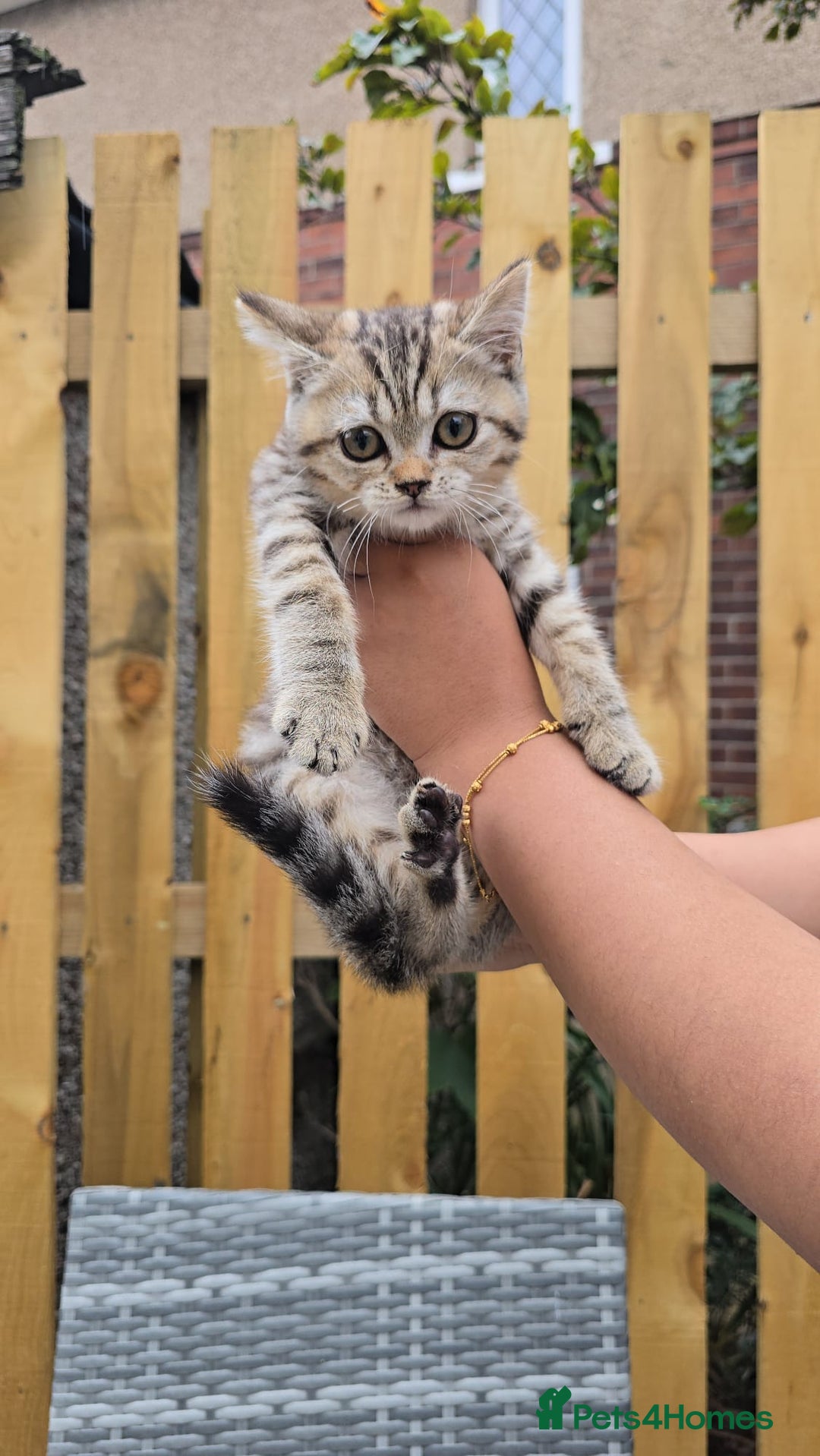 British Shorthair cats for sale: Beautiful Babies Available Ready To Leave - Image 11