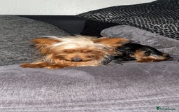 Yorkshire Terrier dogs for stud: Toy Yorkshire terrier  - Advert 2