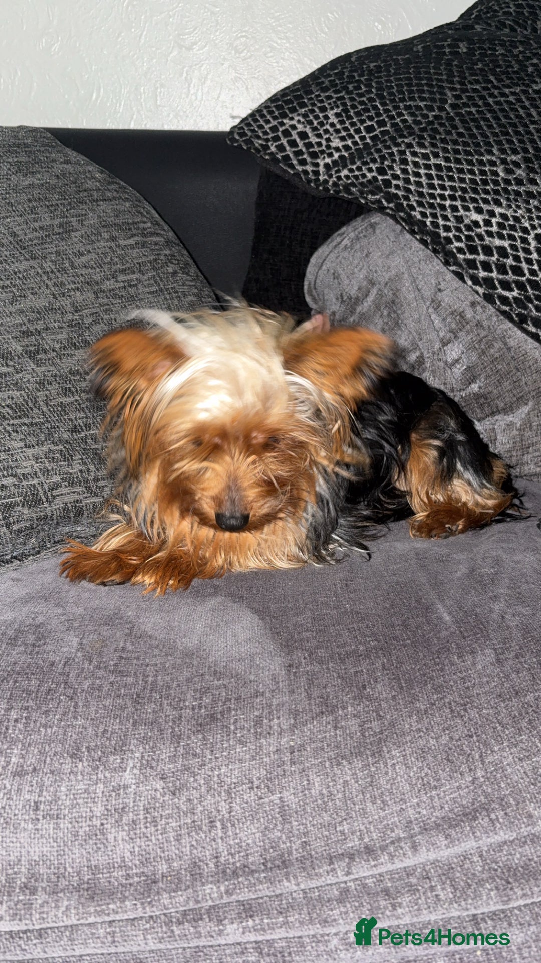 Yorkshire Terrier dogs for stud: Toy Yorkshire terrier  - Advert 2