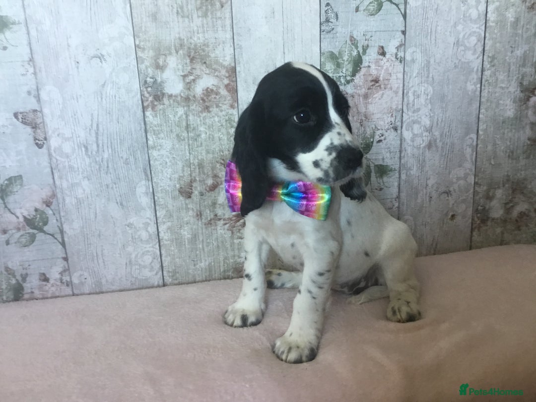 Cocker Spaniel dogs for sale: Well socialised Pedigree Cocker pups - Image 26