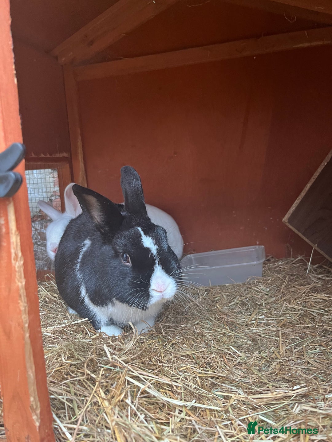 Mixed Breed rabbits for sale: Rabbit bond for sale - Advert 5