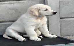 Golden Retriever dogs for sale: Stunning Puppies Ready Now (Updated pics) - Image 6