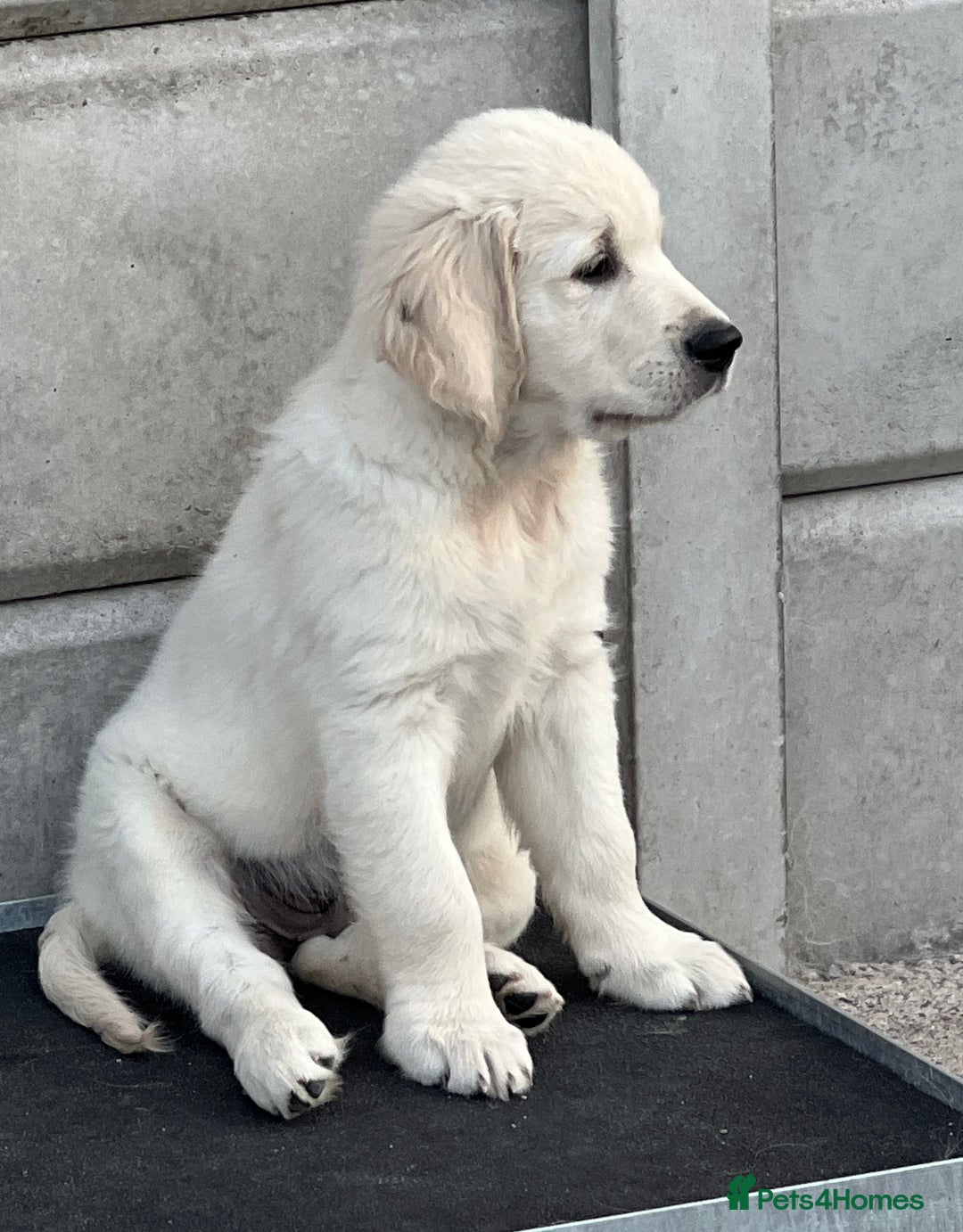 Golden Retriever dogs for sale: Stunning Puppies Ready Now (Updated pics) - Image 6