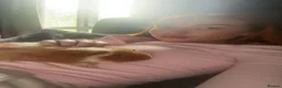 Guinea Pig rodents for sale: X2 11 week guinea pigs for sale  in Huddersfield - Advert 1