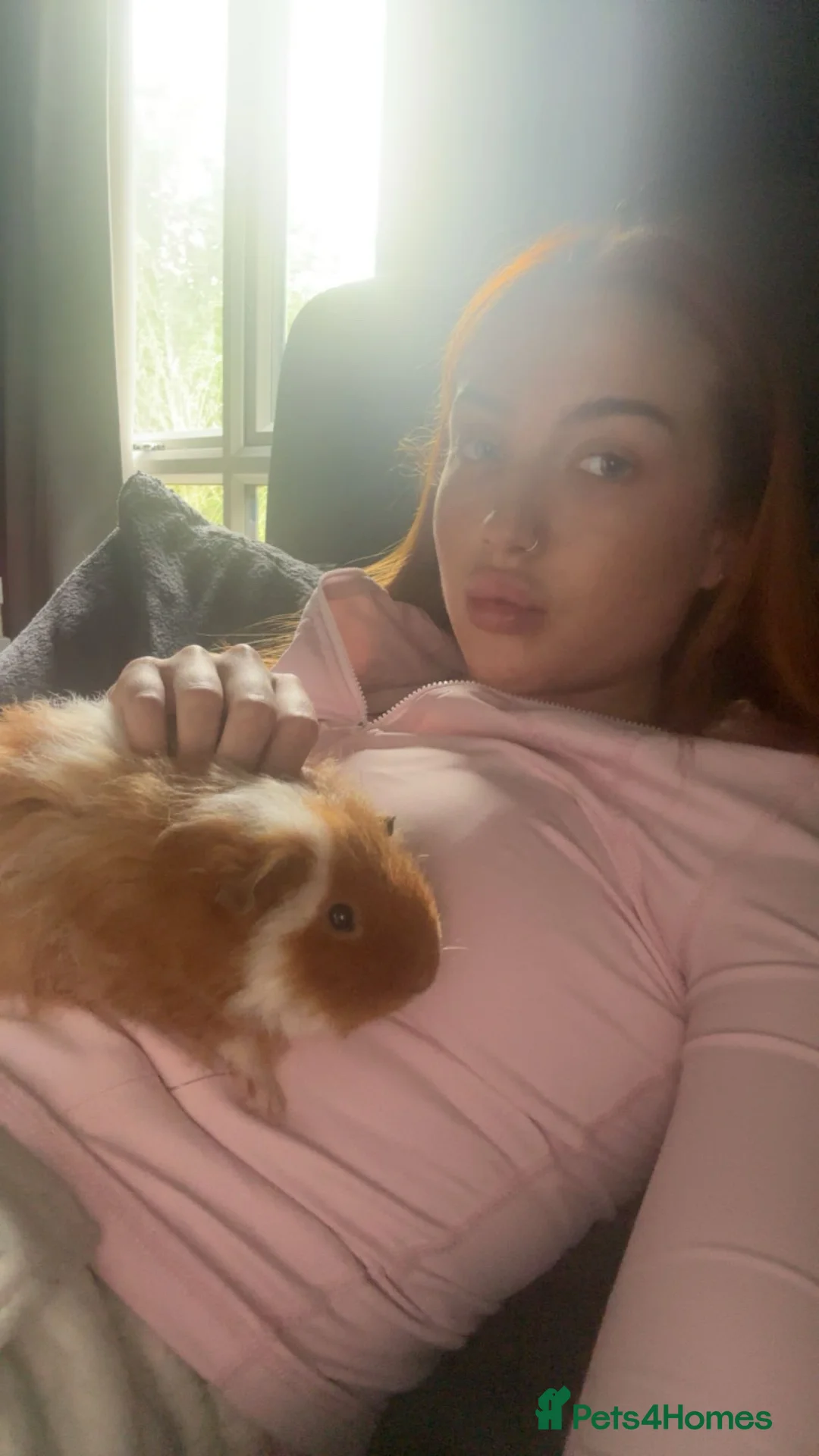 Guinea Pig rodents for sale: X2 11 week guinea pigs for sale  in Huddersfield - Advert 1