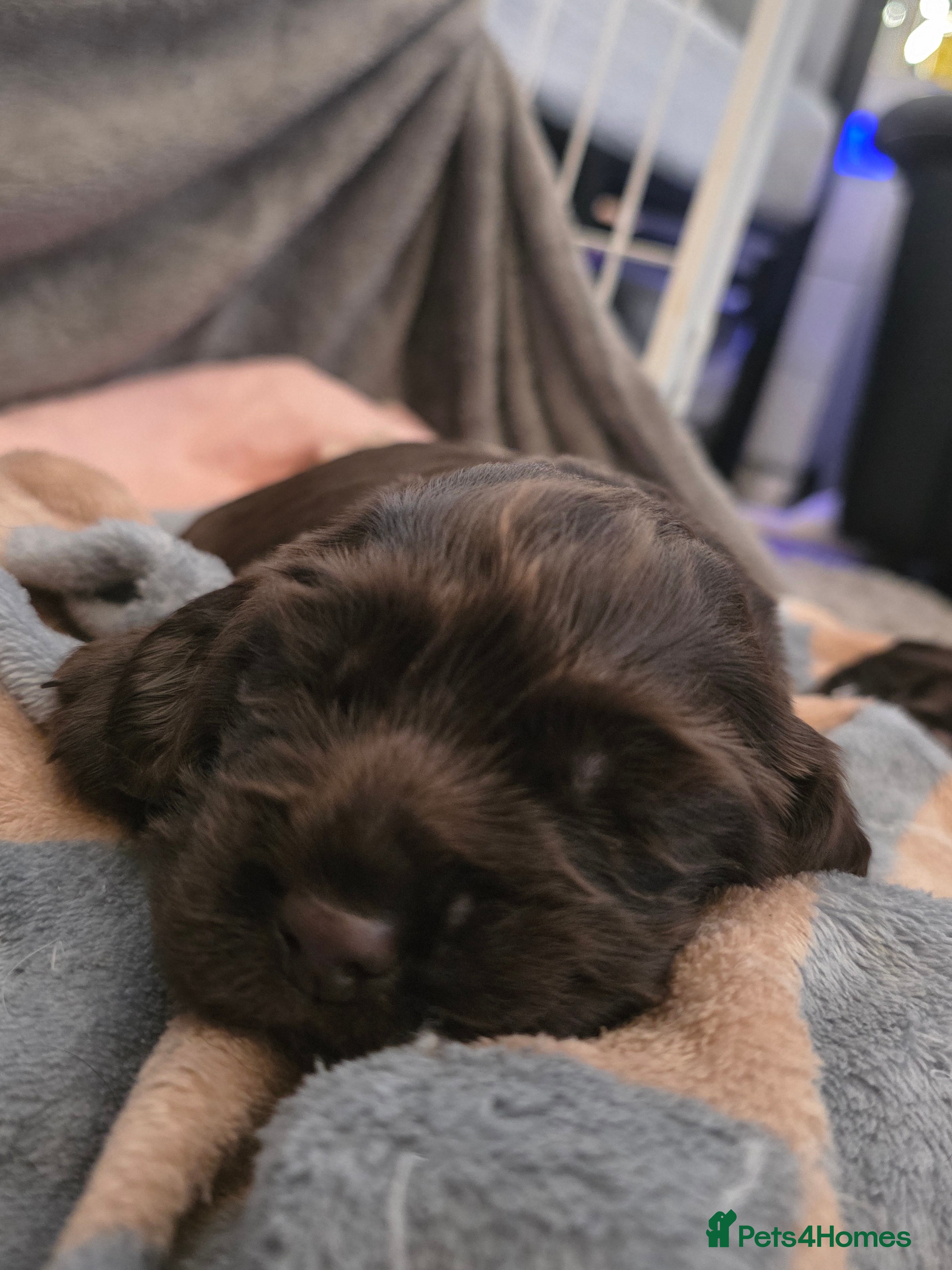 Cocker Spaniel dogs for sale: KC Reg Working Cocker Spaniel Pups ** 1 Boy Left** - Advert 35