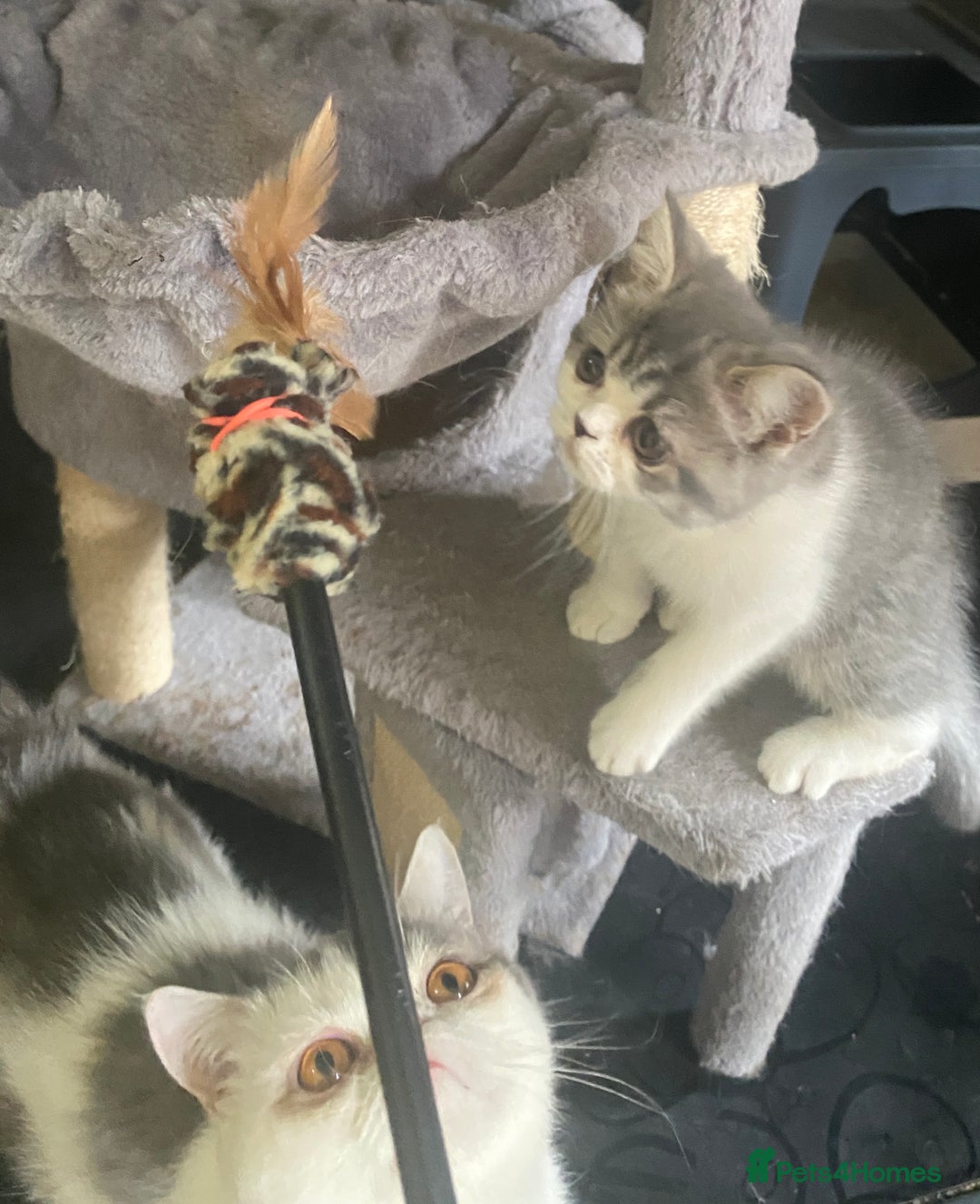 Exotic cats for sale: White & Grey Male Kitten Exotic Shorthair - Image 16