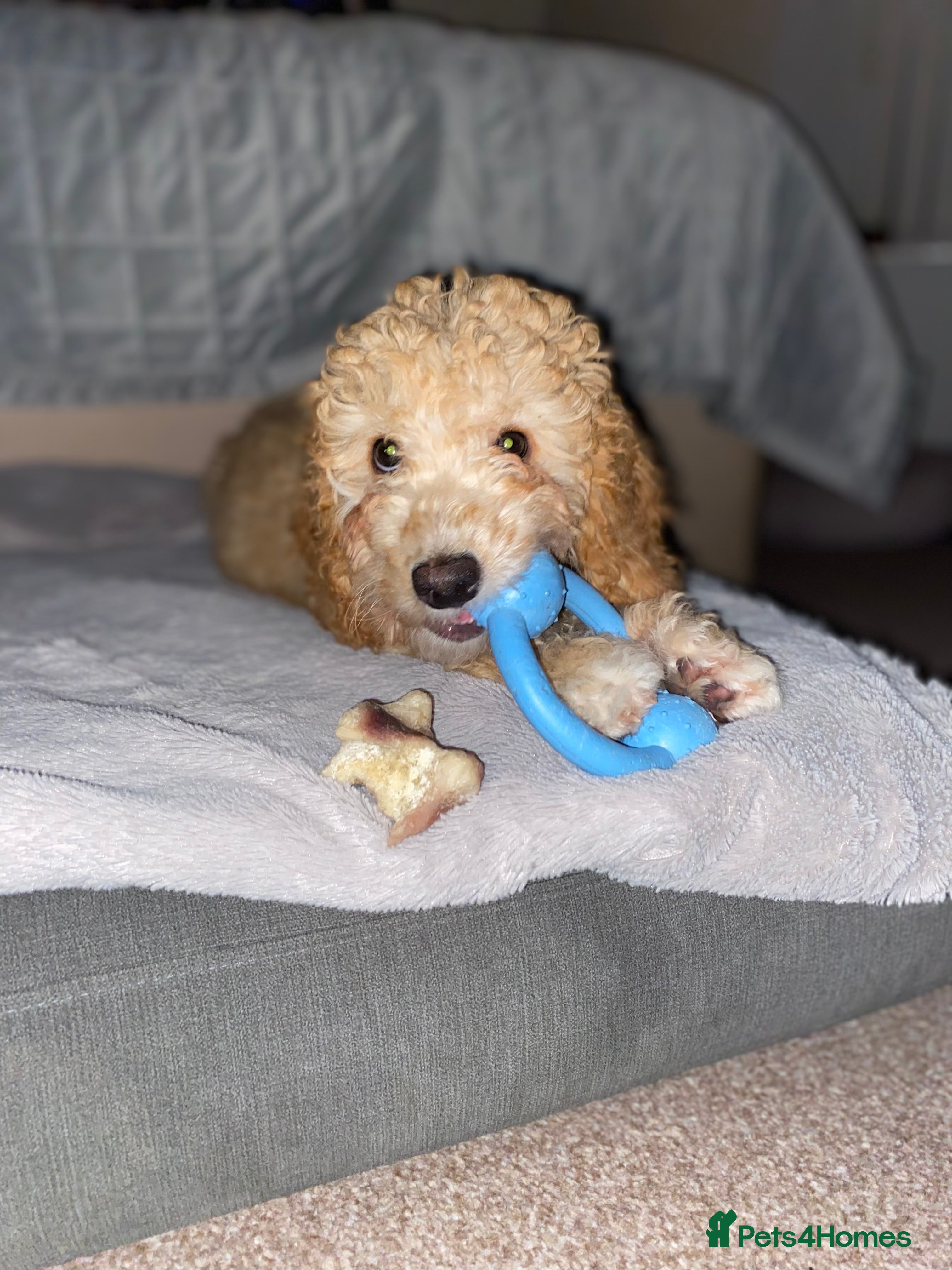 Cockapoo dogs F1b cockapoos x2 girls READY NOW!  - Advert 1