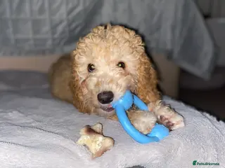 Cockapoo dogs F1b cockapoos x2 girls READY NOW! - Advert 1