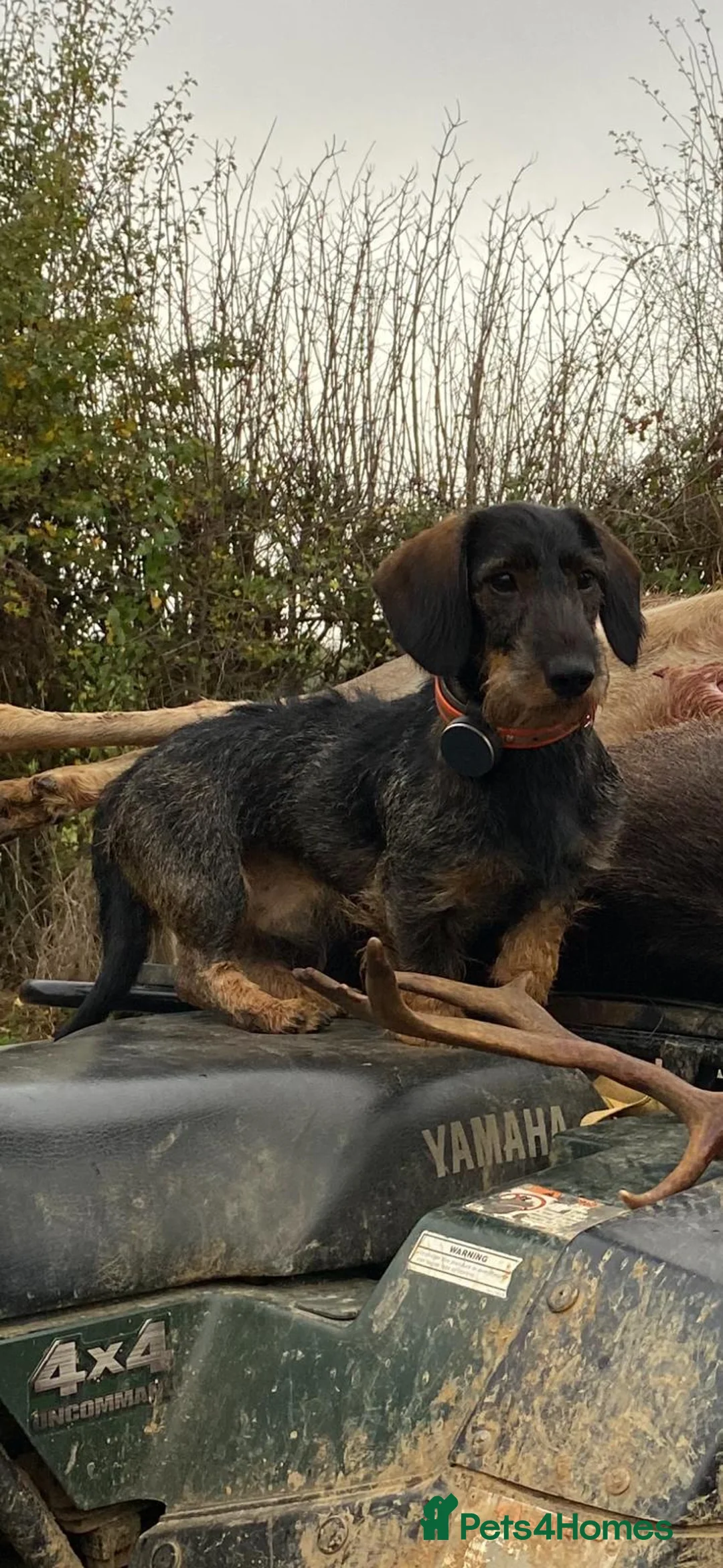 Dachshund dogs for sale: Teckel dog puppy wirehaired in Northampton - Advert 3