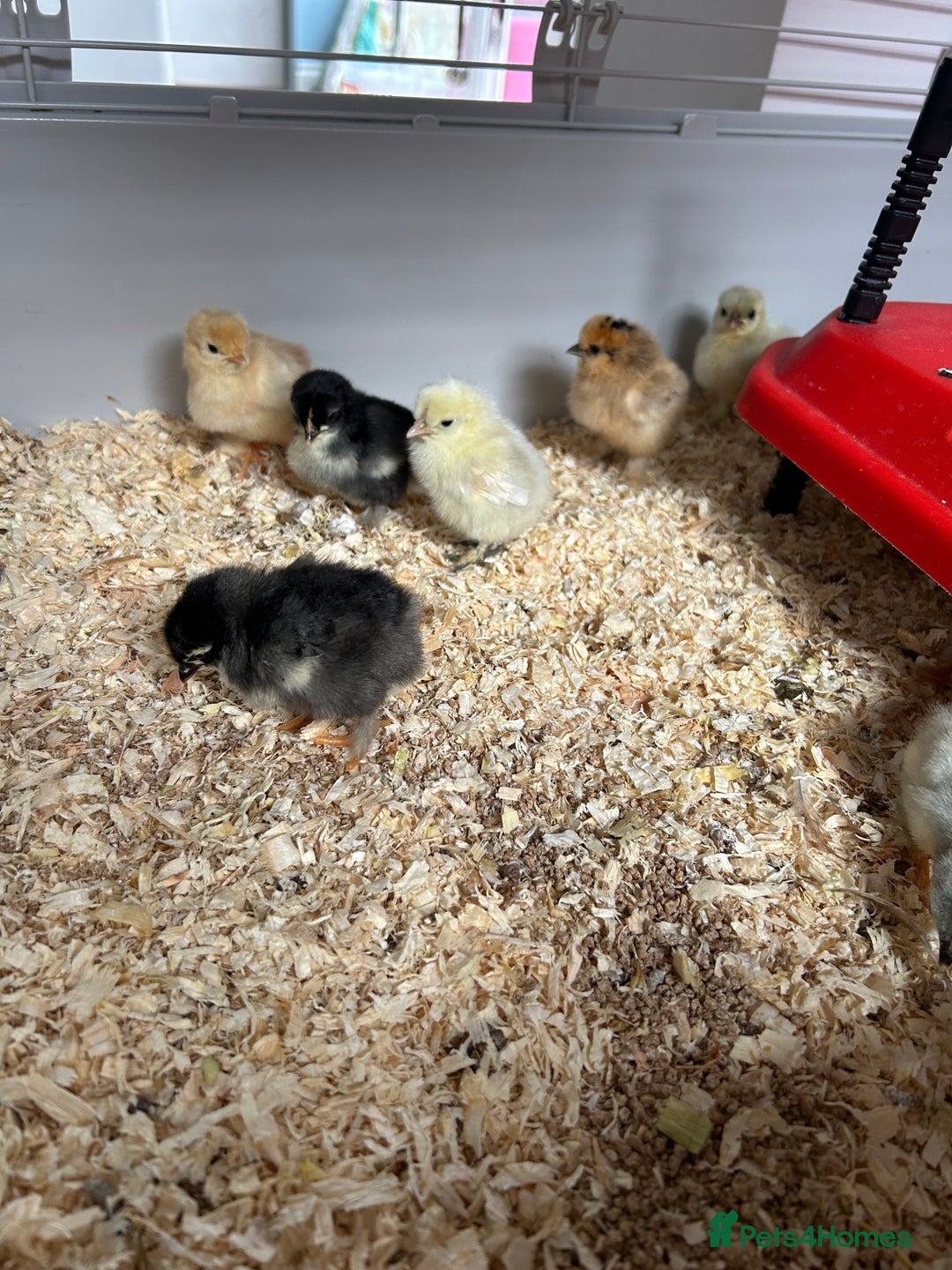 Chickens poultry for sale: Mixed unsexed Pekin chick day olds  - Image 5