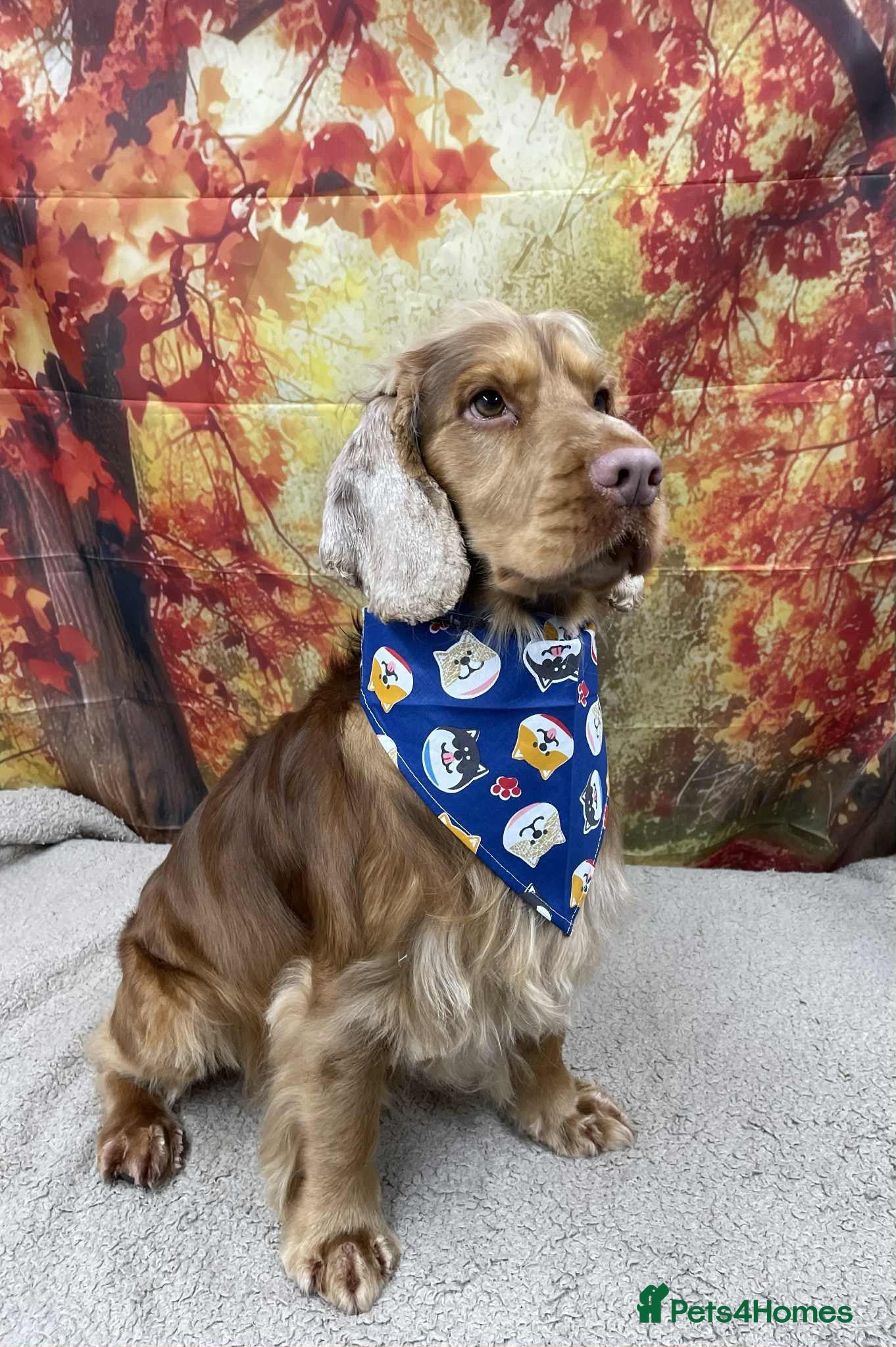 Cocker Spaniel dogs Gorgeous Cocker Spaniel Proven Stud in Waterlooville - Advert 18