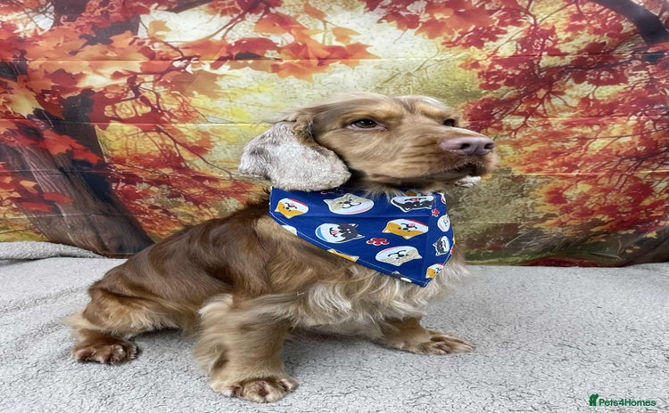 Cocker Spaniel dogs in Waterlooville - Advert 15