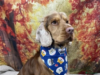 Cocker Spaniel dogs Gorgeous Cocker Spaniel Proven Stud in Waterlooville - Advert 14