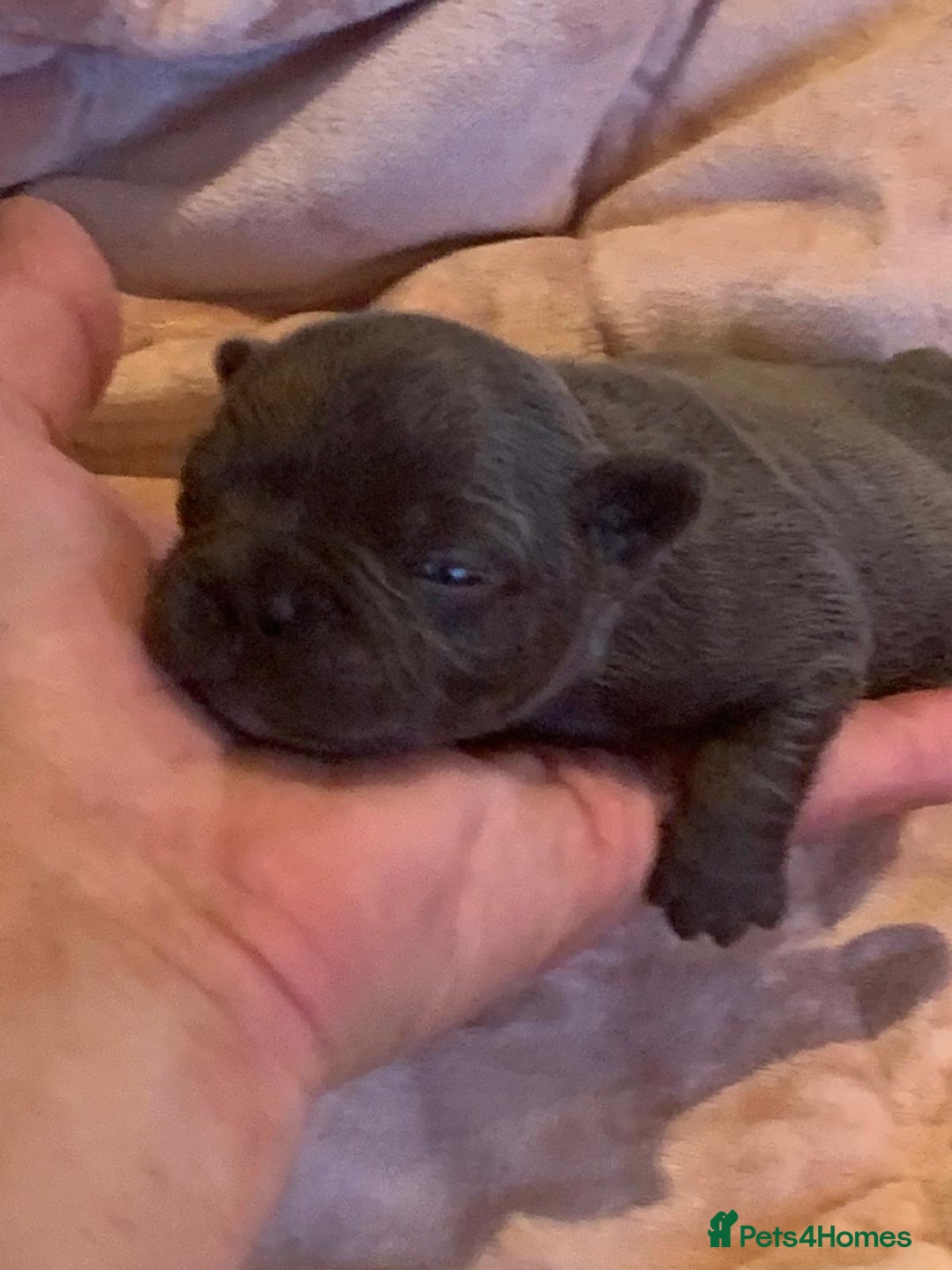 French Bulldog dogs for sale: QUALITY SOLID BLUE FRENCH BULLDOG PUPPIES  - Advert 6