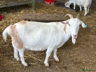 Goats livestock Pet goats - Advert 7