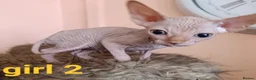 Sphynx cats for sale: Beautiful Sphynx kittens for sale in Leeds - Advert 7