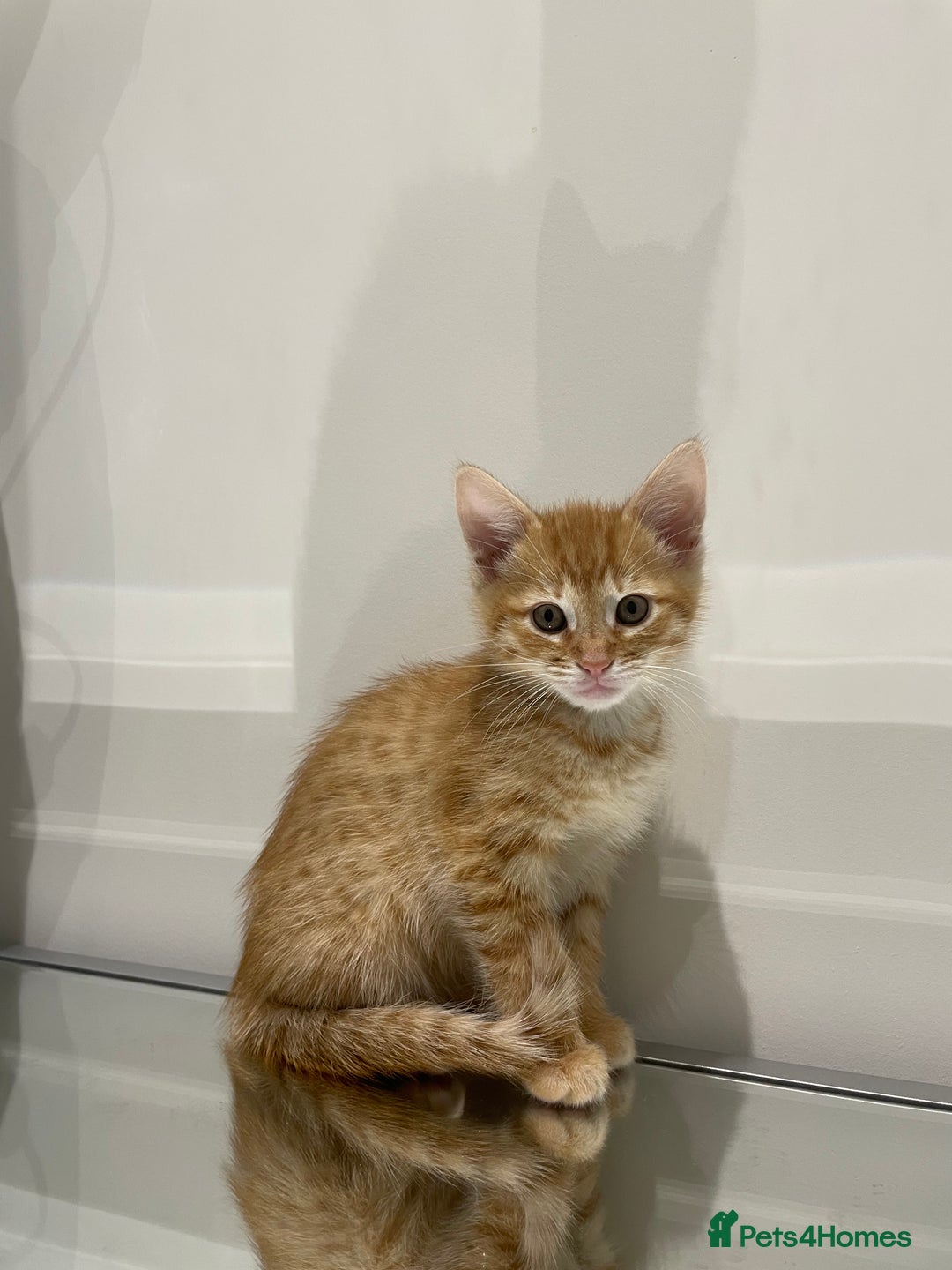 Mixed Breed cats for sale: Beautiful kittens ready to go now  - Advert 9