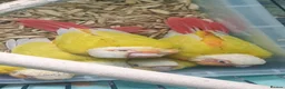 Conures birds for sale: hand reared baby suncheek conures  - Advert 10