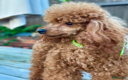 Toy Poodle dogs for stud: PROVEN TOY POODLE KC REG FULL DNA TESTED STUD - Image 4