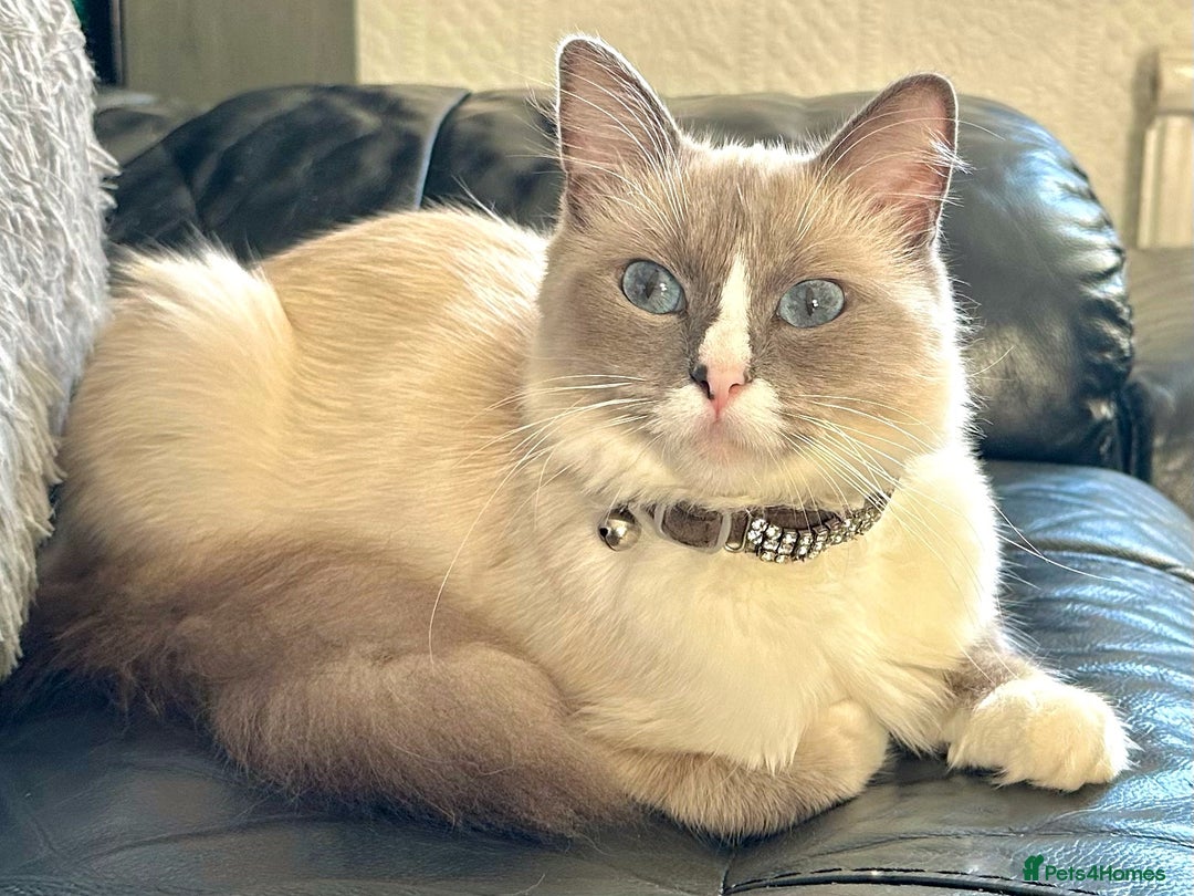 Ragdoll cats for sale: Purebred blaze point Ragdoll girl - Image 3
