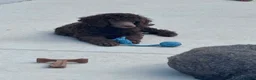 Standard Poodle dogs for sale: KC STANDARD POODLES HEALTH TESTED PARENTS  - Advert 6