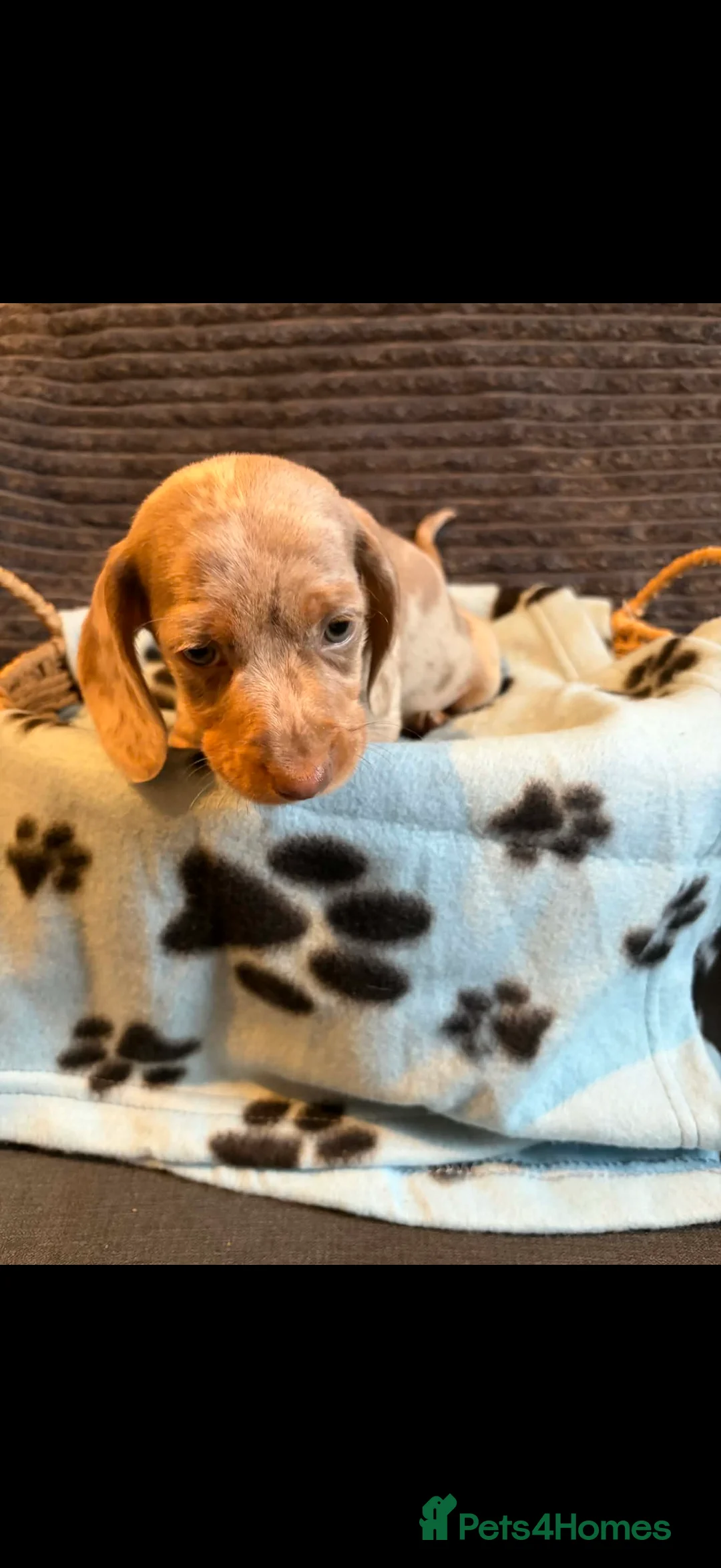 Miniature Dachshund dogs for sale: KC registered Miniature Dachshund puppies  - Advert 6