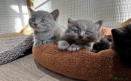British Shorthair cats for sale: Beautiful British Shorthair Kittens - Image 5