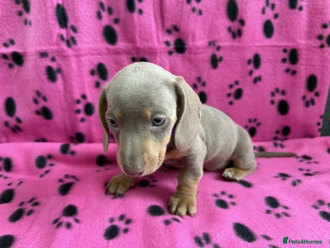 Miniature Dachshund dogs for sale: STUNNING MINIATURE DACHSHUND PUPPIES in Huddersfield - Advert 9