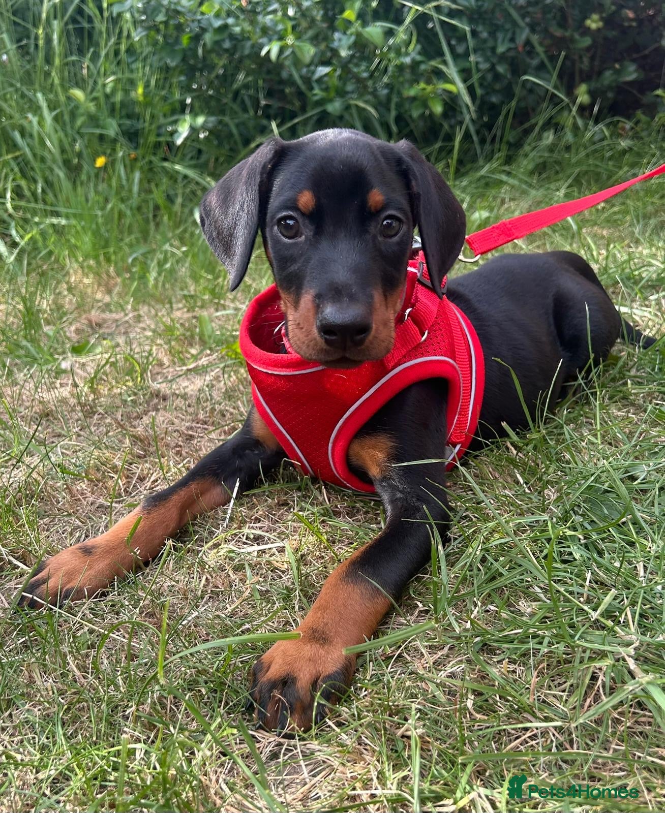 Dobermann dogs Ready now Kc Health tested Black & Tan girls  - Advert 1